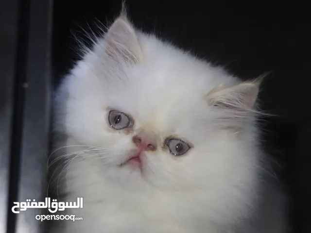 ماشاء الله لا قوة الا ب الله أحلى كيتن هملايا بيرشن بيكي فيس