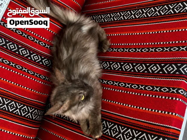 قطة شيرازيه للتبني