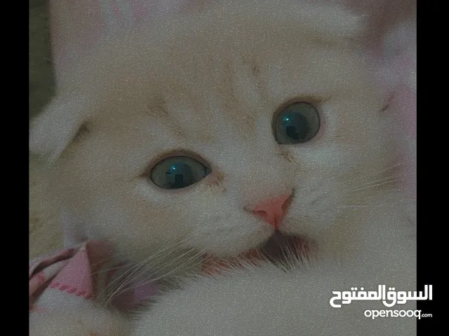 قطط كتن للتبني