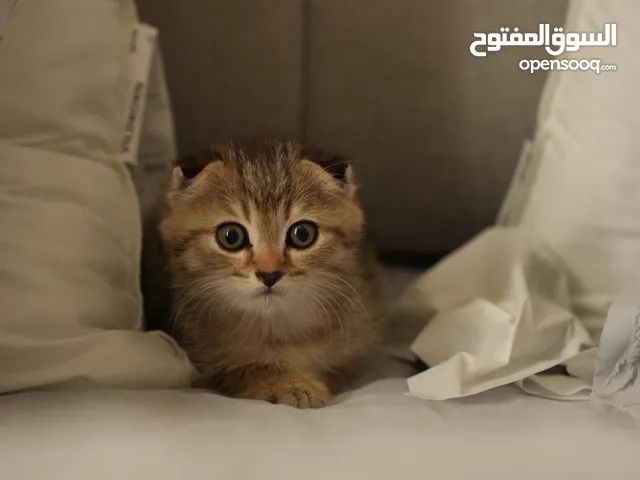 قطة ذكر سكوتش ستريت هير رمادية اللون عمرها شهرين مرحة ونشيطة و مدربة على الليتر بوكس