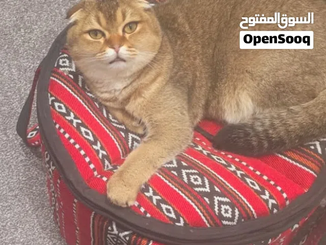 سكوتش فولد منتجه للتبني