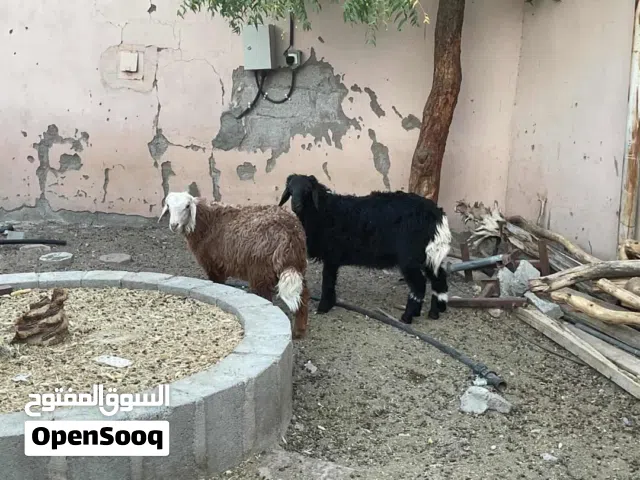 كبشان للبيع