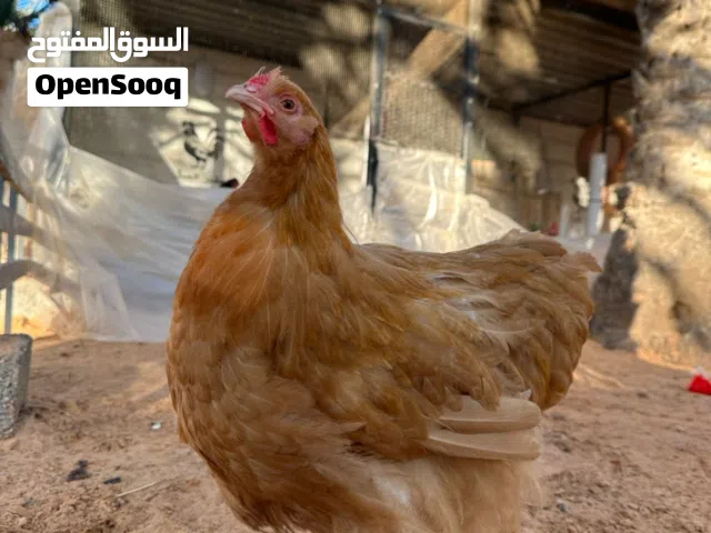 سلام عليكم كوبيا كلاي للبيع اقراء الوصف