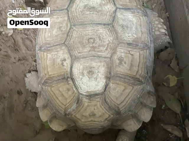 سلحفاه سلكاتا ذكر مقاس 60 cn