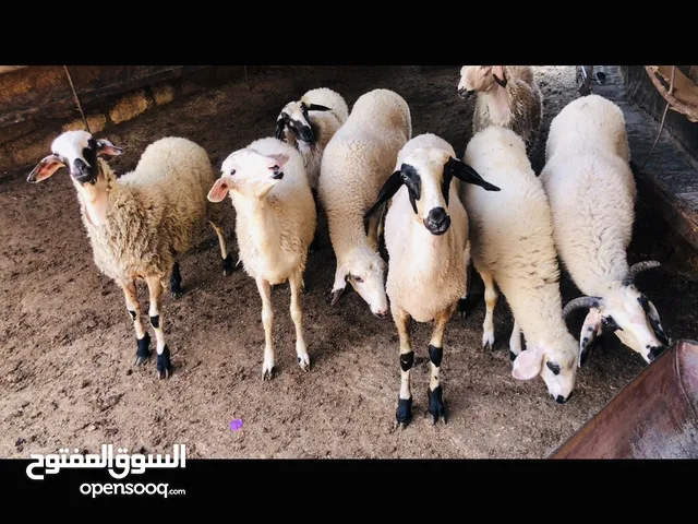 7عبورات وخروف قبرصي نخب