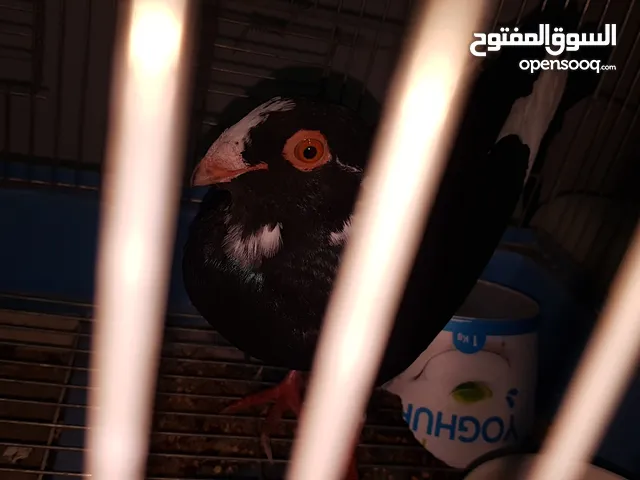 للبيع ذكر مسود