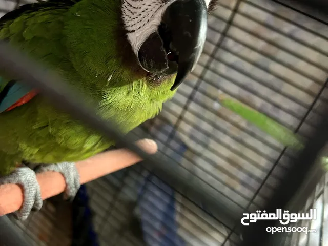 Chestnut-fronted macaw