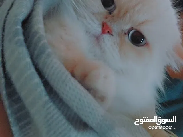 قطط شيرازي / هملايا
