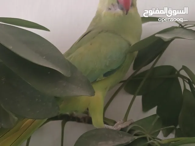 طيور دره للبيع