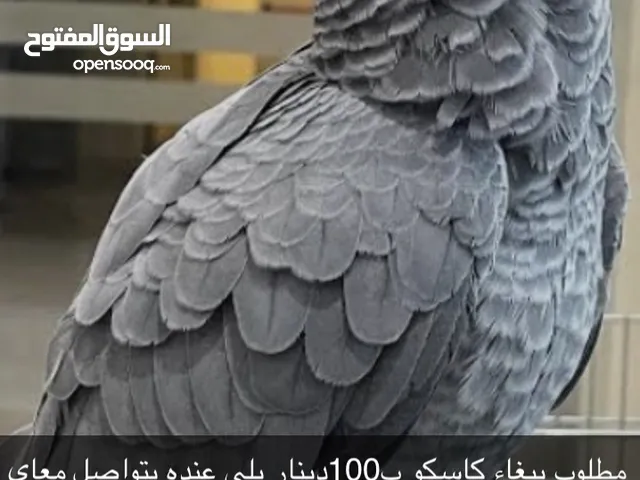 مطلوب ببغاء كاسكو ب100دينار يلي عنده يتواصل معاي خاص رقم التواصل