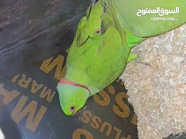 زوج دره مضمون ومنتج % وصف مهم