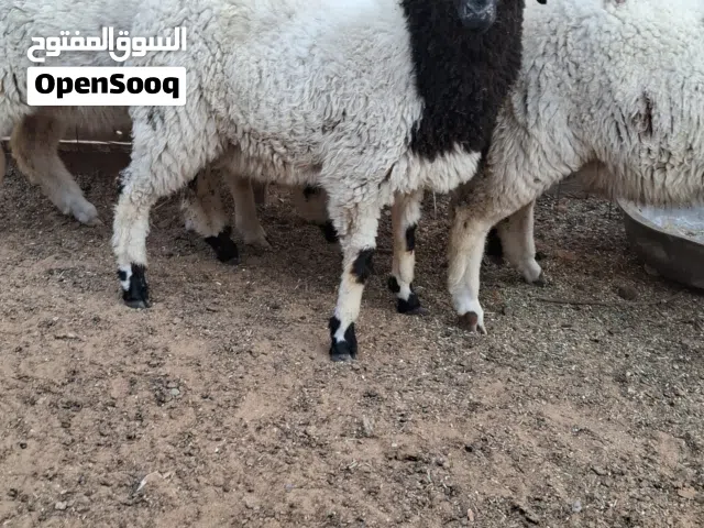 خروف وطني العمر 8 شهور السعر 1650