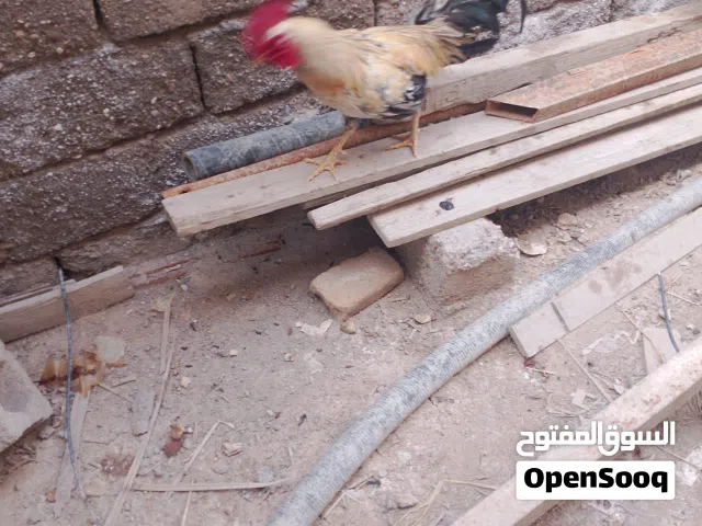 دجاج عرب للبيع