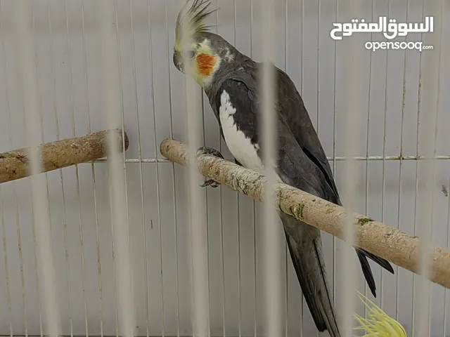 3 طيور كوكتيل بألوان جميله