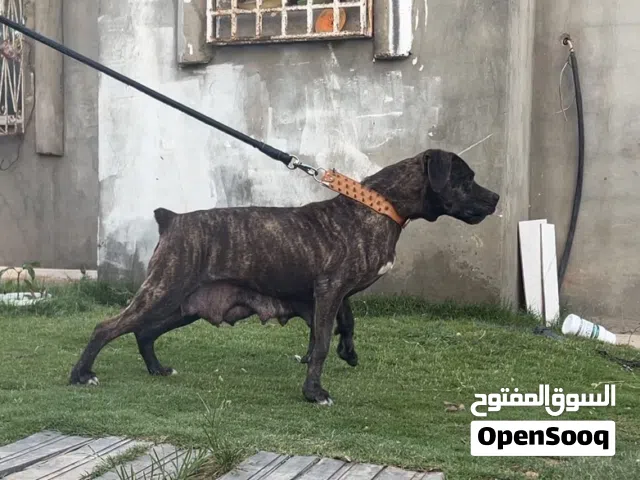 انثه ضخمه ربي يبارك متاح شحن ومضمونه بلفيديو
