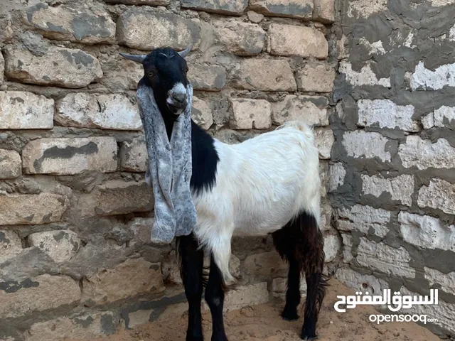للبيع جدي حجازي درجه اولي