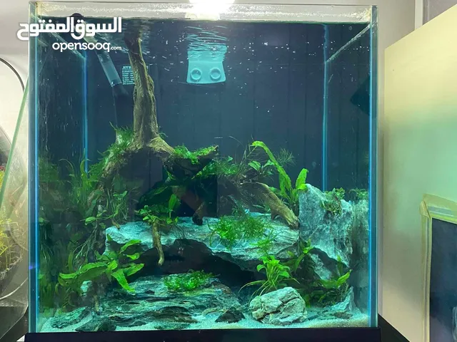 PLANTED AQUARIUM DIFFERENT SIZE AND PRICE