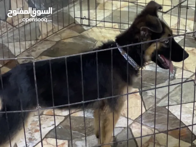 جيرمن انثى عمرها 6 شهور