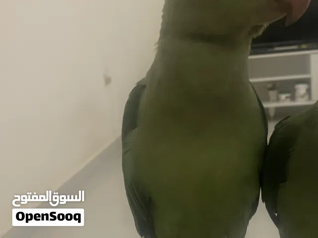 ببغاء نيبالي