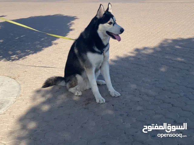 هاسكي للزواج