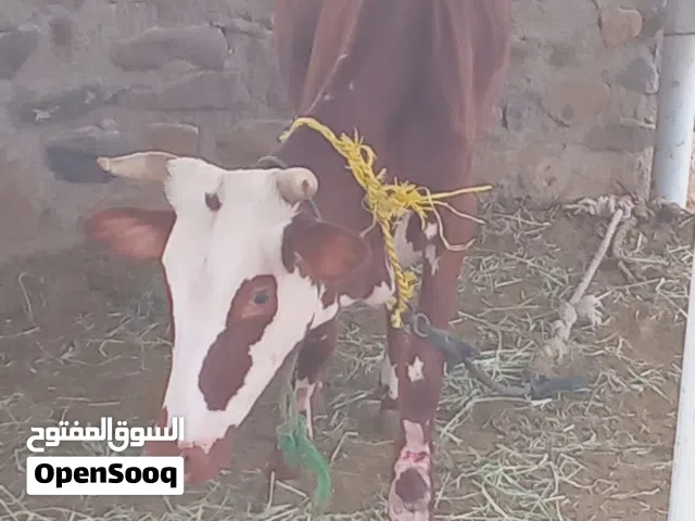 عجلة للبيع