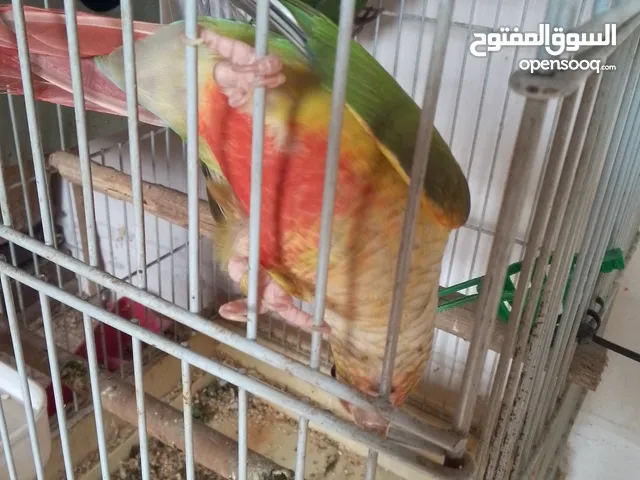 ابو احمد المصري