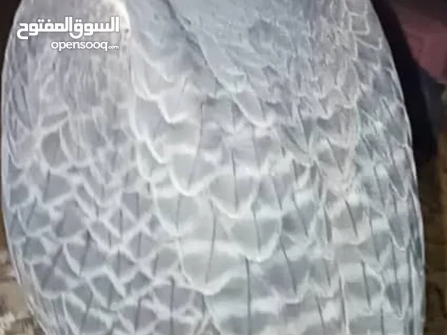 200 m2 5 Bedrooms Townhouse for Rent in Tripoli Ain Zara