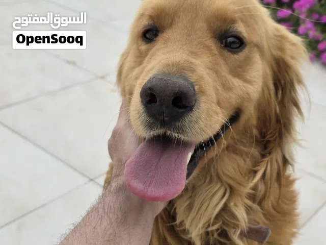 كلب جولدن ريتريفر للبيع