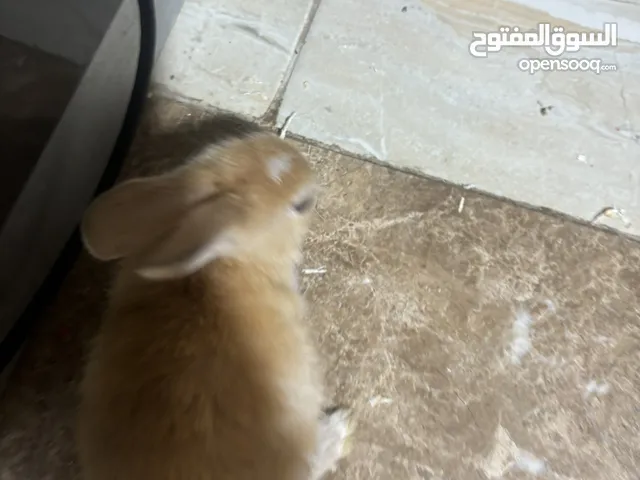 ارنب للتبني
