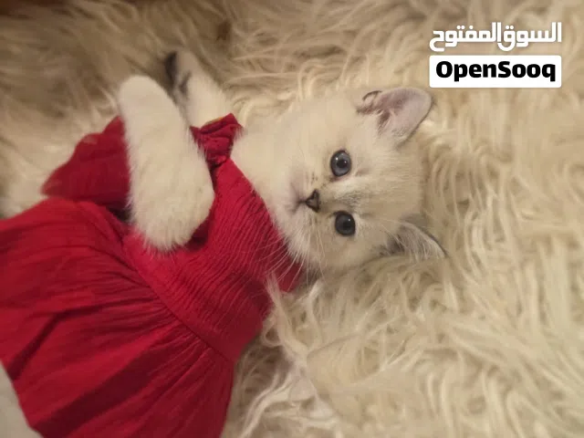 بلو بوينت & بريتش VIP