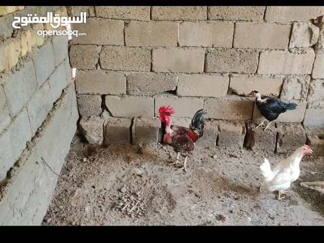 دجاج عرب أبو ركيب
