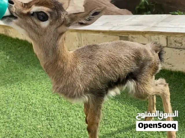 البيع ذكر غزال الدماني