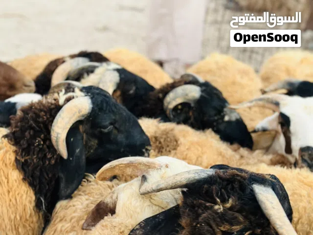 تعلن:شركة الصقور لاستيراد الأعلاف والحبوب