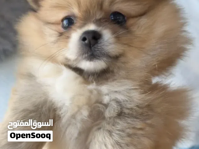 Pure Pomarenian Breed Teacup