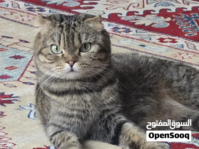 قطة للتبني