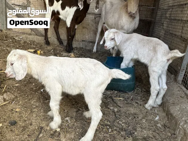 اتنين معيز والدات