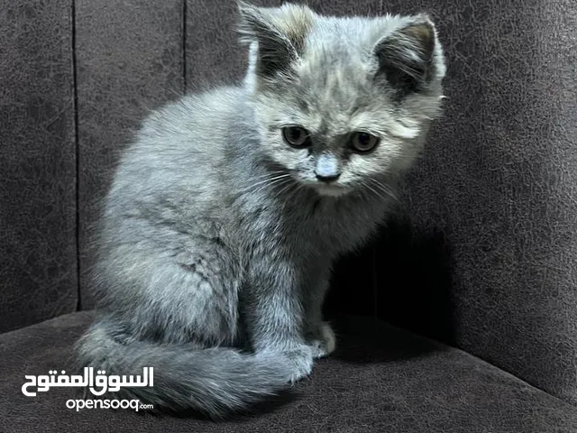 قطه سكوتشي للي يحب يشتري يجي على هاذه الرقم