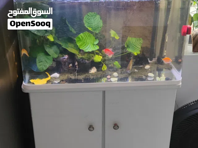 Acuarium  with stand with fish