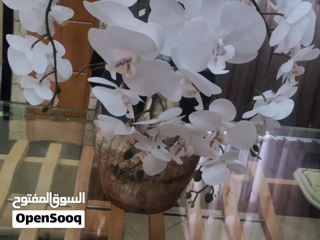 تنسيقة زهور الاوركيدا الراىعه