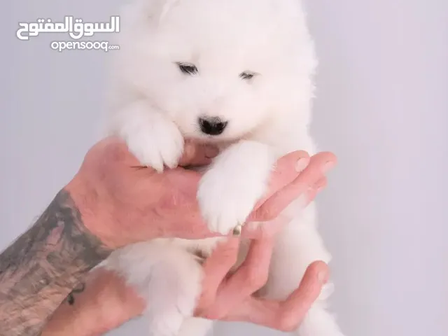 جراء سامويد مميزه اناث وذكور