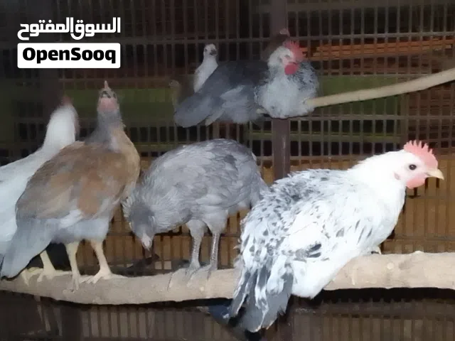 لدينا تيوك بلدي للبيع اعمارهم اربعه اشهر
