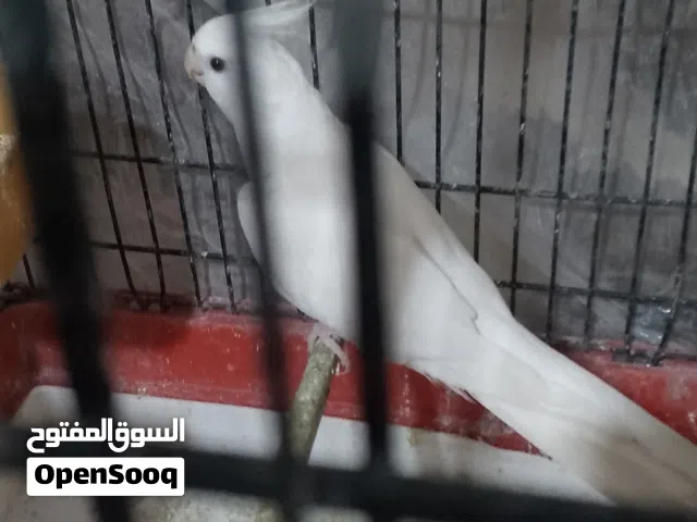 للبيع او البدل على طيور او ارانب كوكتيل كنار حب