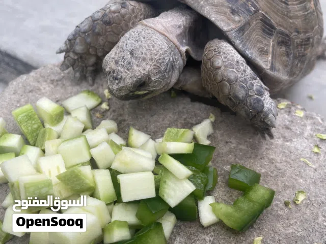 سلحفاة مع إنارة خاصة لها للبيع