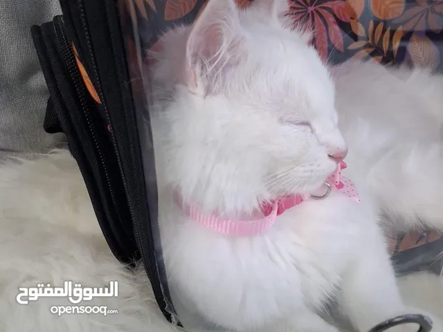 قطة انجورا تركيه ماخد كل المطاعيم لعوب مع اغراضه وطعامه دراي فود ورمله للبيع 20 دينار