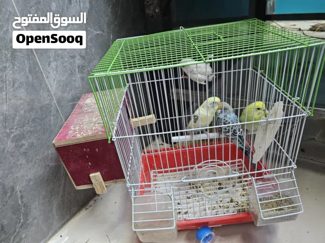 زوج طيور بادجي منتج مع 2 فروخ بسعر عرطة