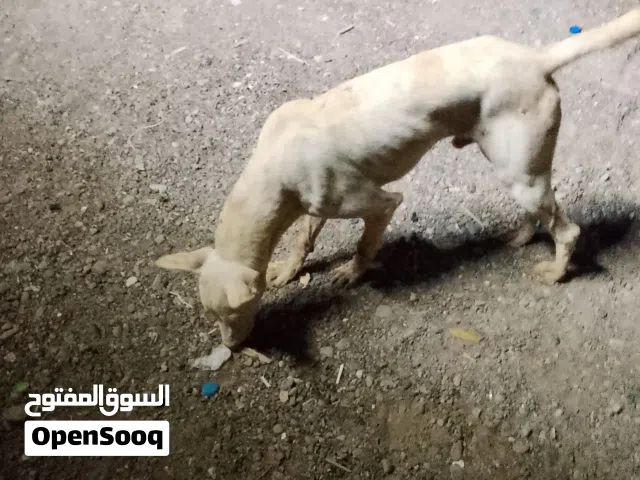 كلب للبيع او البدل بأي شي عق سعرك