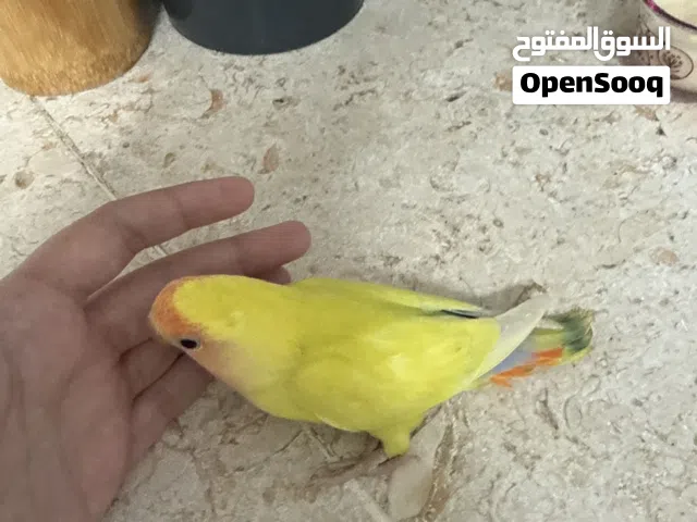 فرخ روز العمرشهرين اليف قرب الفطم (لاتينو منتحت في لون اخضر وازرق)