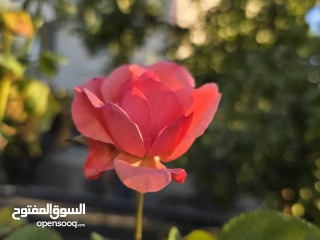 قوصين الدوار