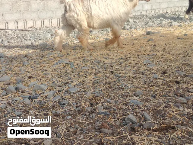 للبيع جدي من حلال الجواميد أصل