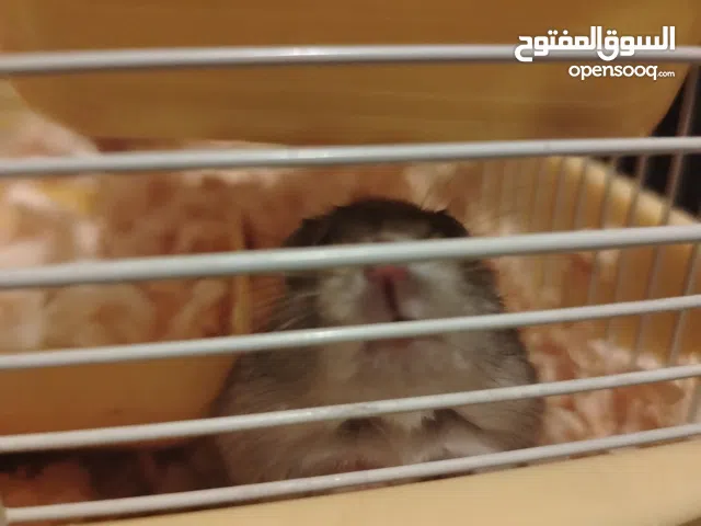 هامستر للتبني